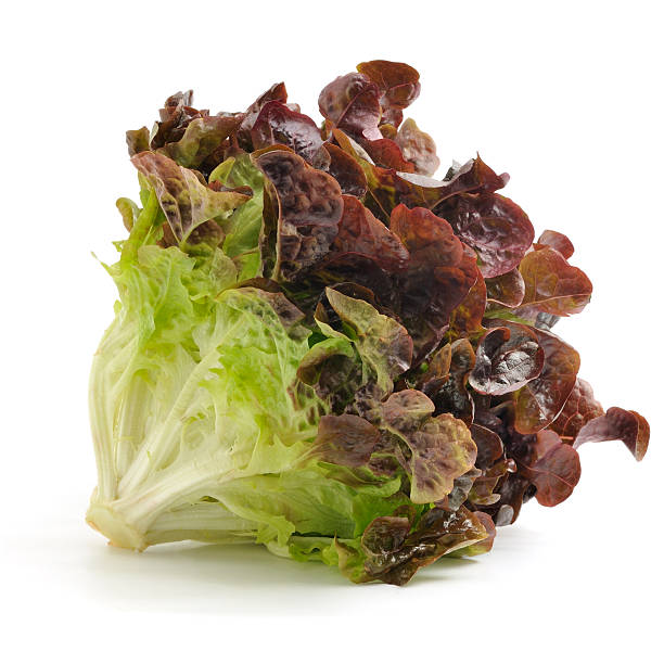 Buy Red Lettuce Oakleaf | Leafy Vegetables Supplier |